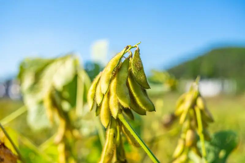 美国今年对华大豆生意悬了！路透丢出一条冷冰冰的消息：9月中国大豆采购锁单完毕，约