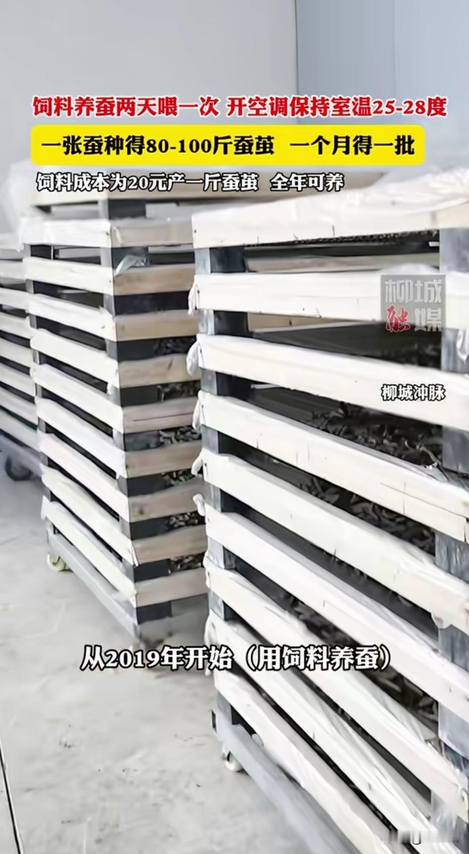 你觉得蚕只能吃桑叶吗？错现在蚕也有饲料可以吃了。你没看错，蚕饲料，让你可以一