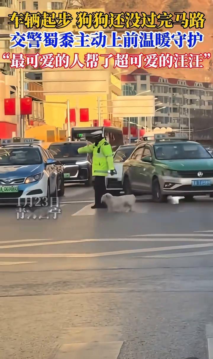 车辆起步，狗狗还没过完马路，交警蜀黍主动上前温暖守护。1月23日，青海西宁。一