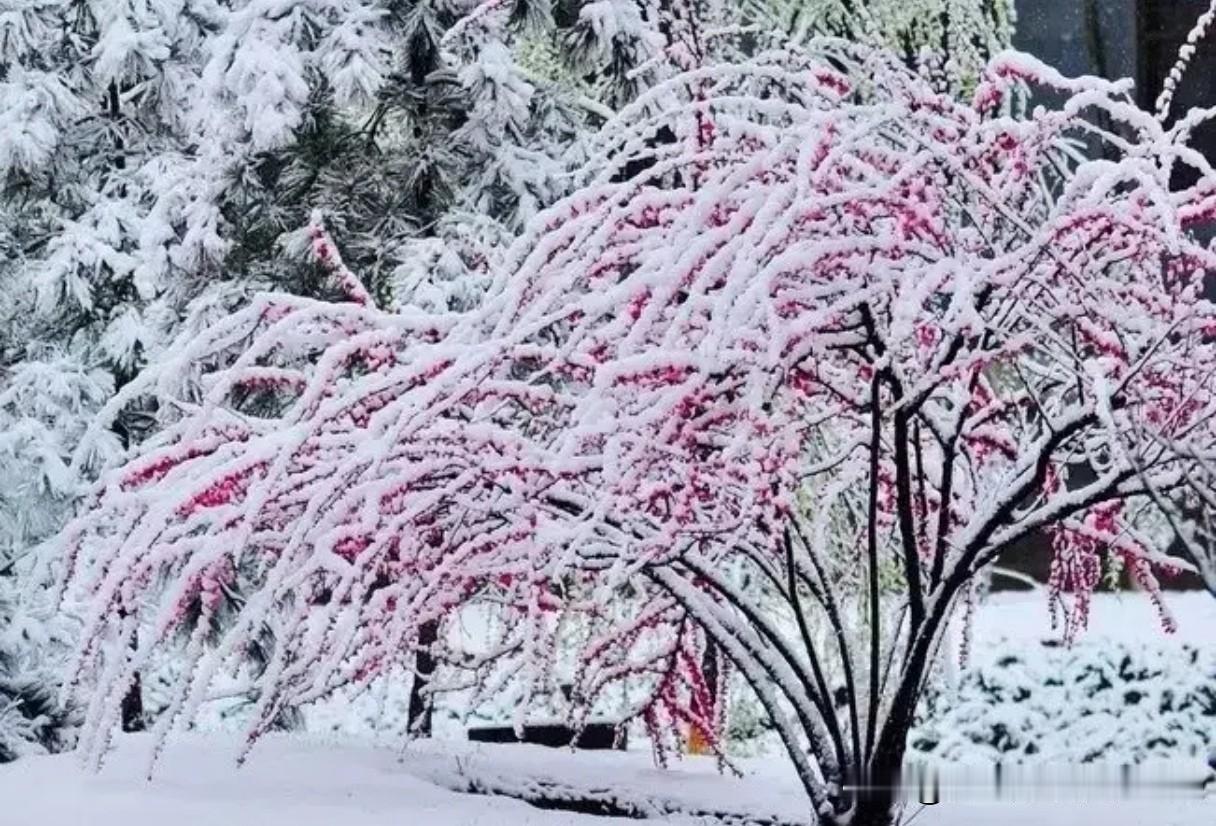 你会想到哪一句在古诗词中带雪的诗句非常多，著名的如：柳宗元的《江雪》：孤舟蓑笠