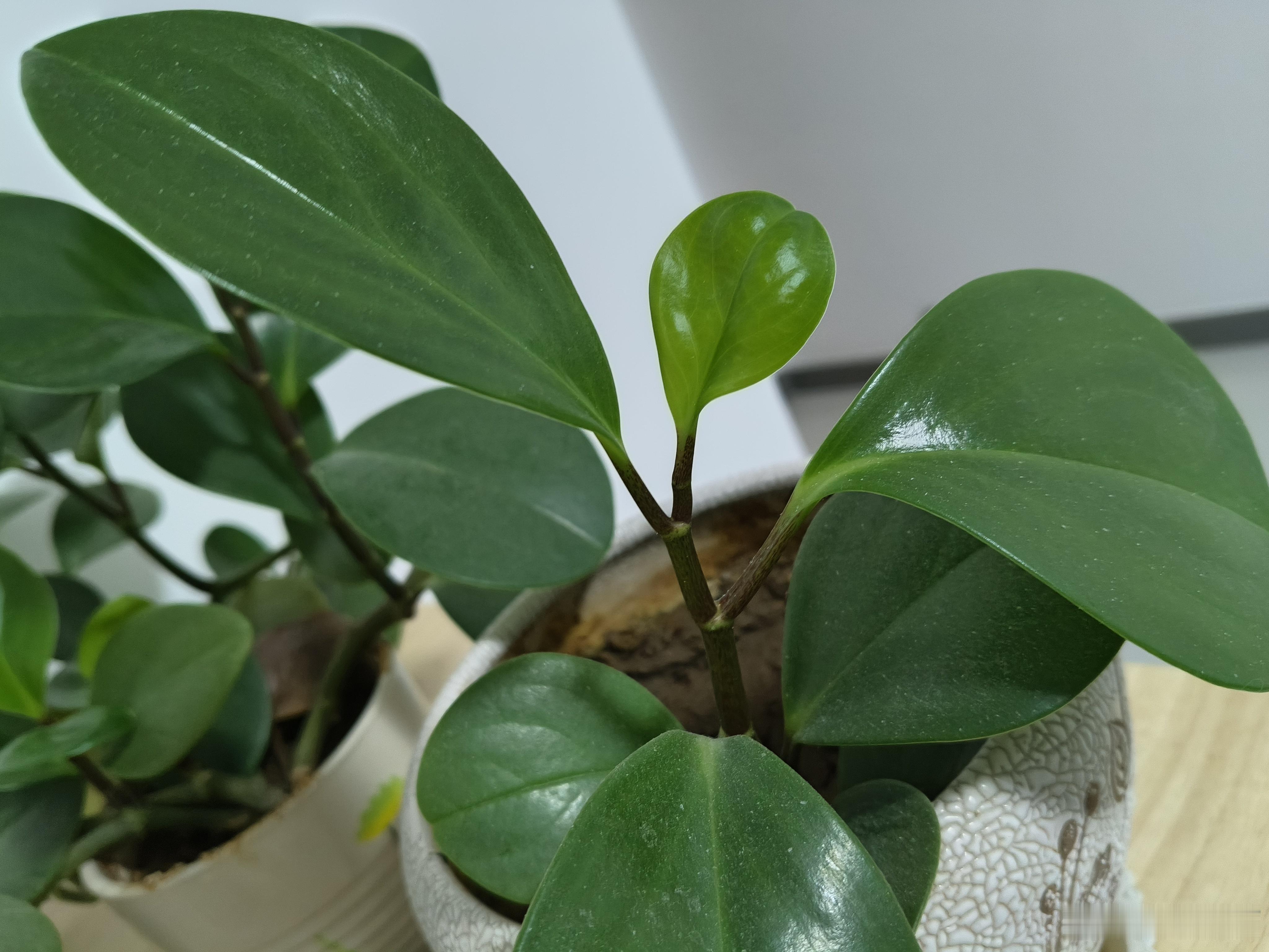 做一个内心有光的人，明媚自己也明媚世界，心存善念，人生路会走得踏实稳健，靠近阳光