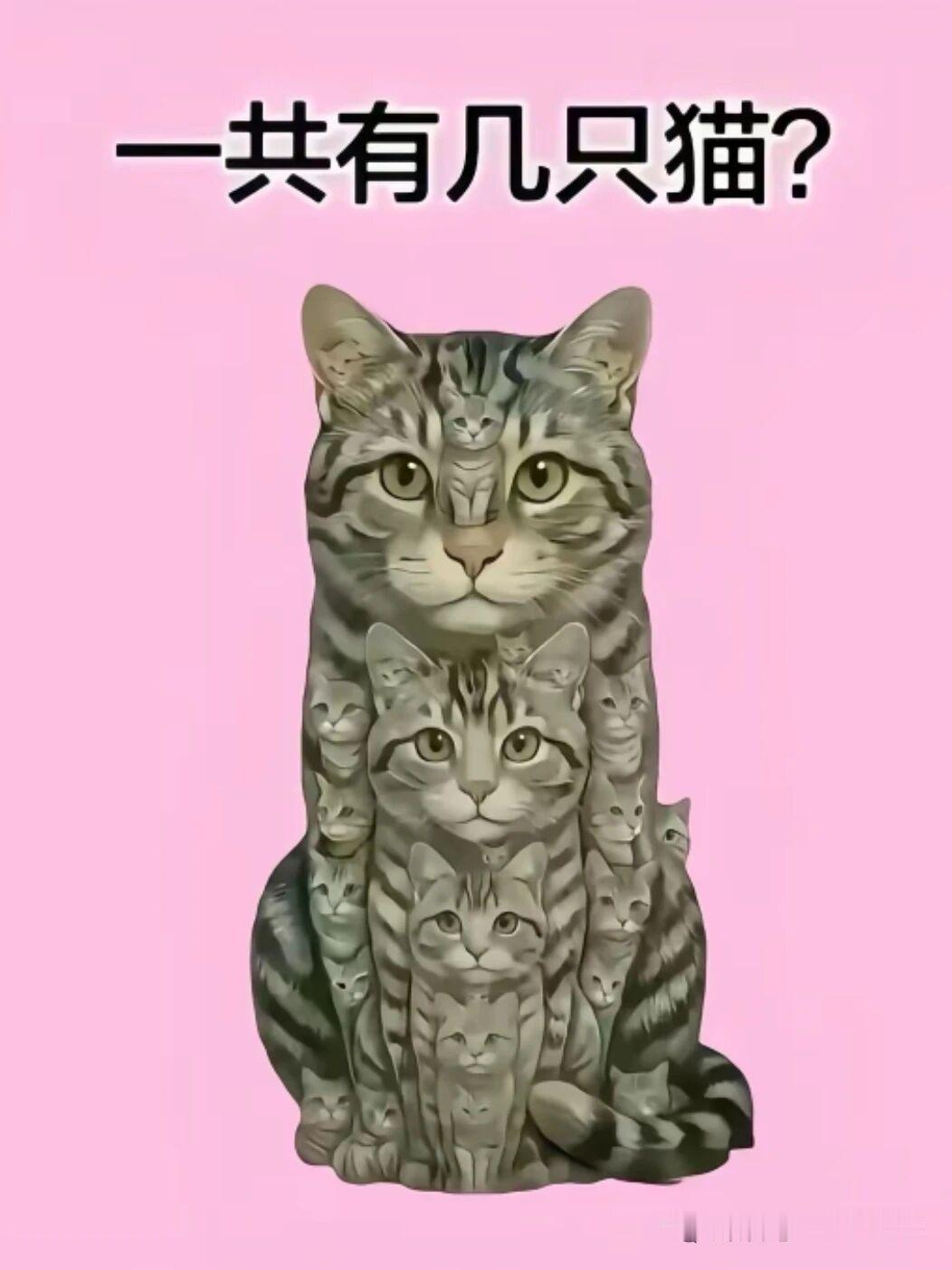看图识猫？这张猫图片上藏着许多小猫，有多少密密麻麻的数不清（仅限我自己），你能