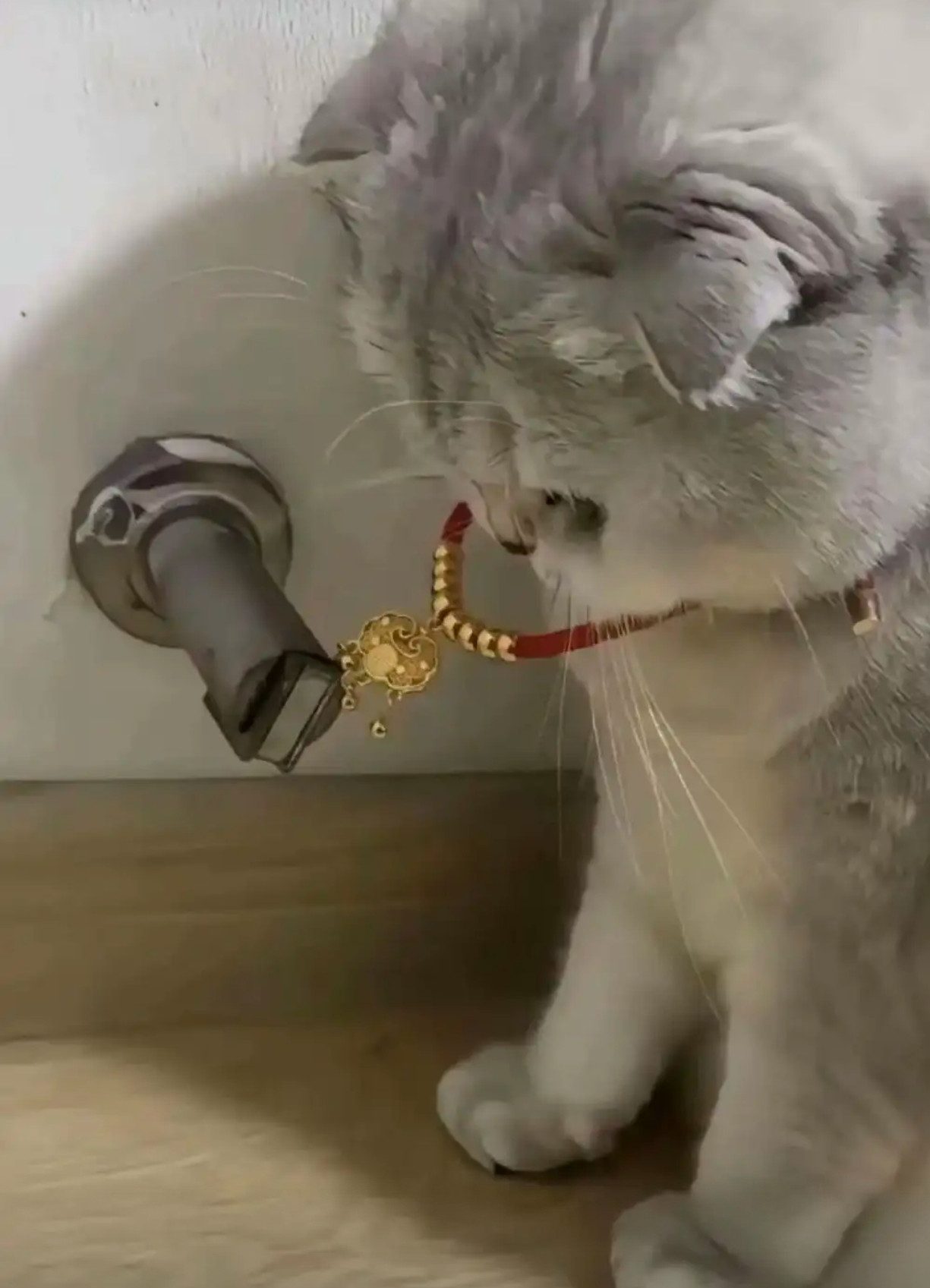 猫咪：这是怎么肥事啊？​​​