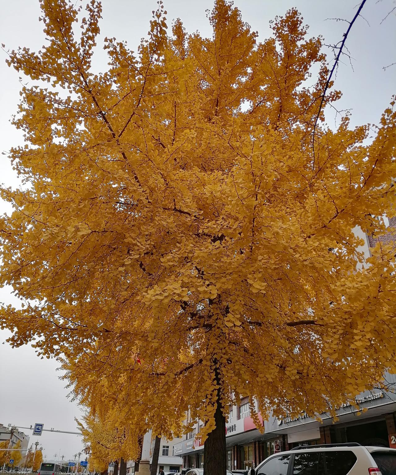 下班的路，正好是一条银杏大道。今天的天气是稍微有点风的。风一吹，叶随风落，飘飘洒
