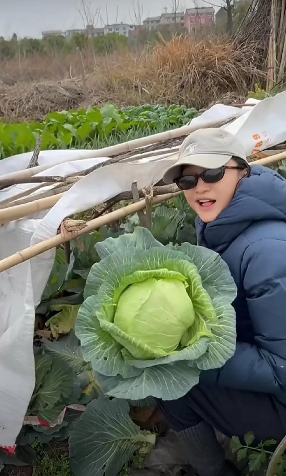 周迅回到老家衢州特别接地气，直接去菜地里摘菜，有个动作一下子就能看出来周迅是下过