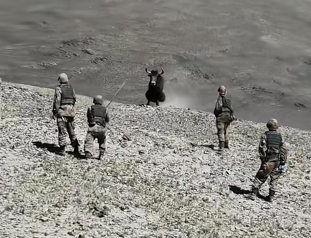 自古边军出精锐，边军队战牛魔王，现在找不到对手了，挑衅牦牛了。