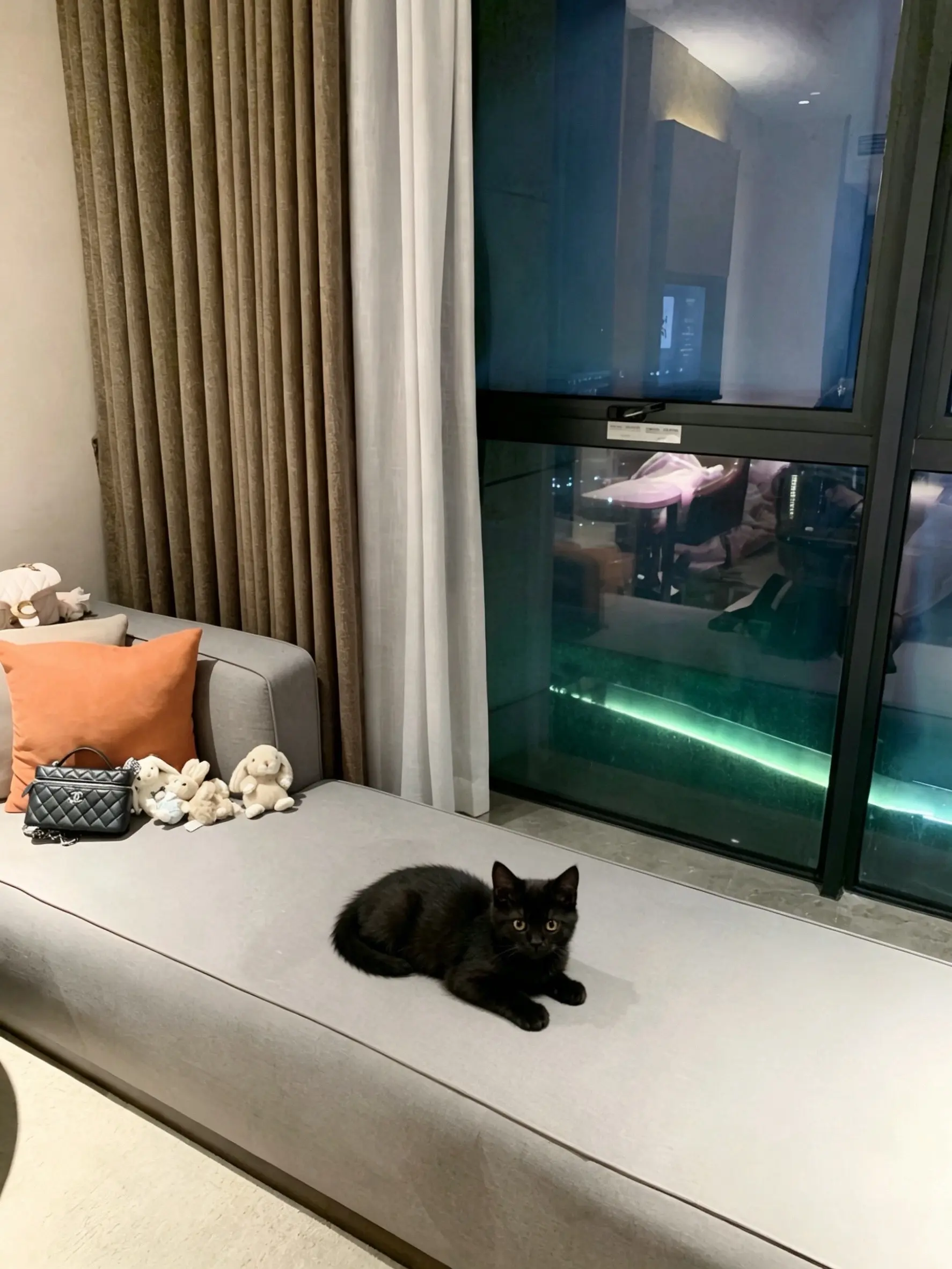 救命 变成一只小猫了
