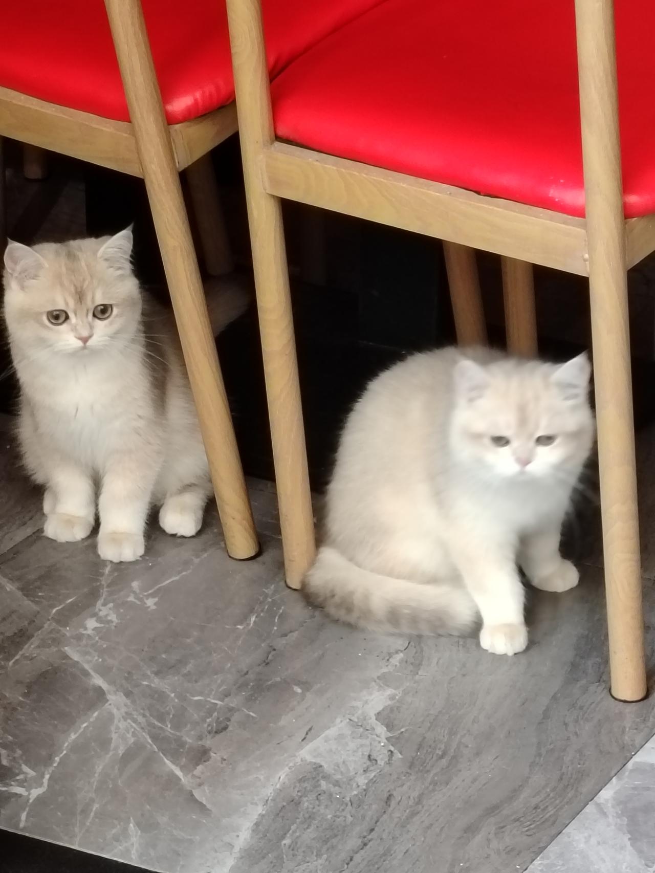 可爱的猫咪