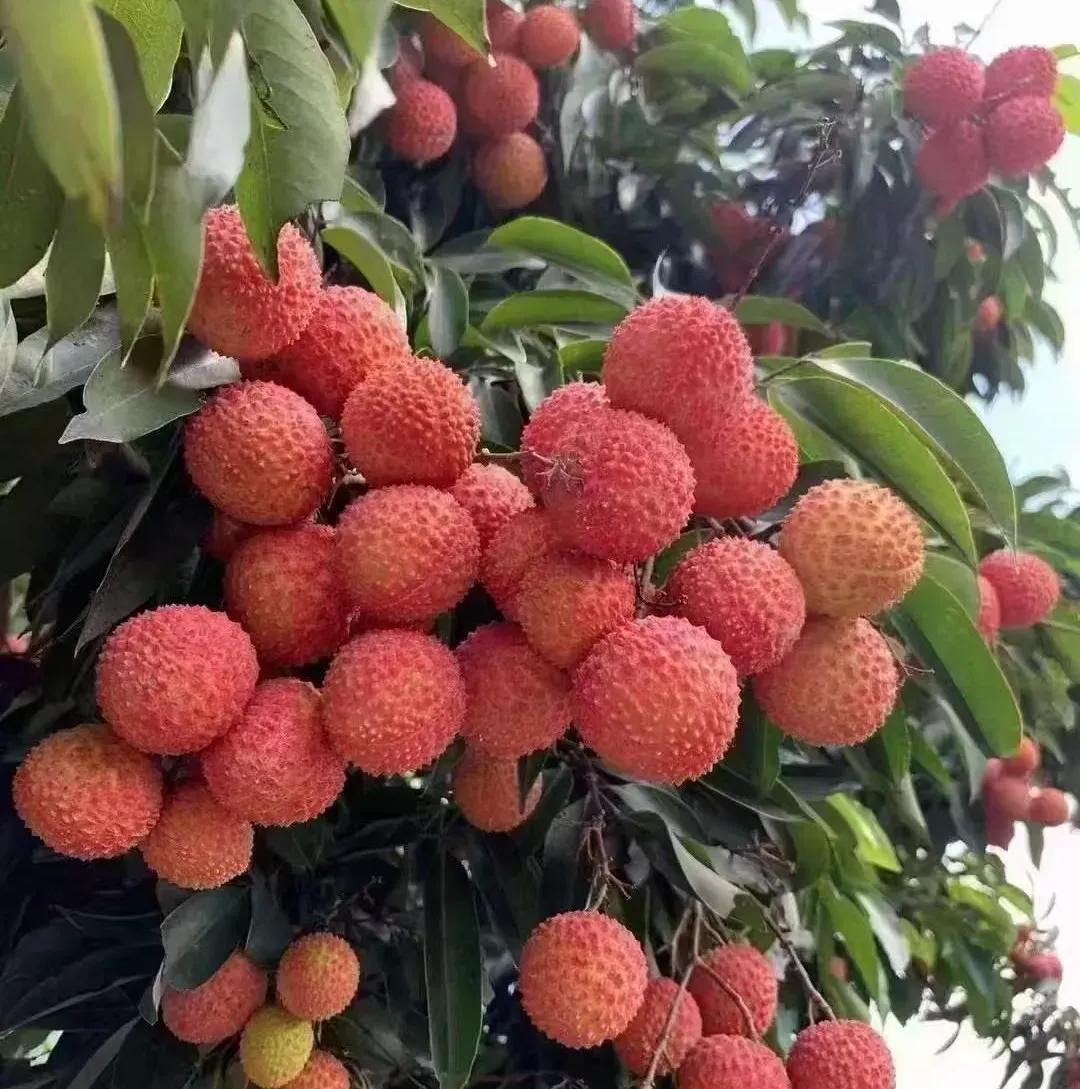 天公不作美，本来荔枝收购价格就很低了，这下好了，台风蝴蝶又来了。台风一来，收购商