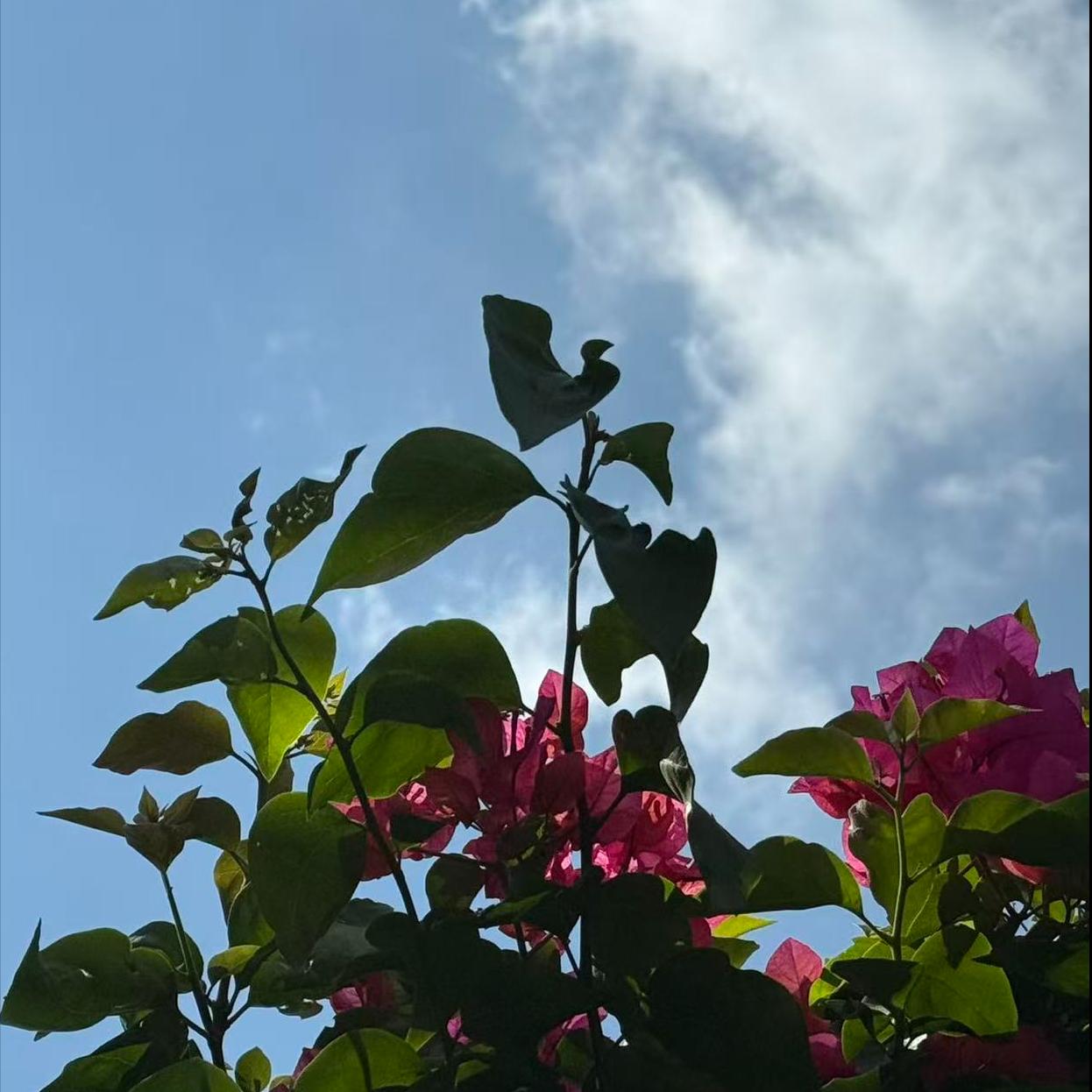 中科院技术科学部院士刘昌胜博士履新重庆大学 11月20日，重大传来喜讯，刘昌