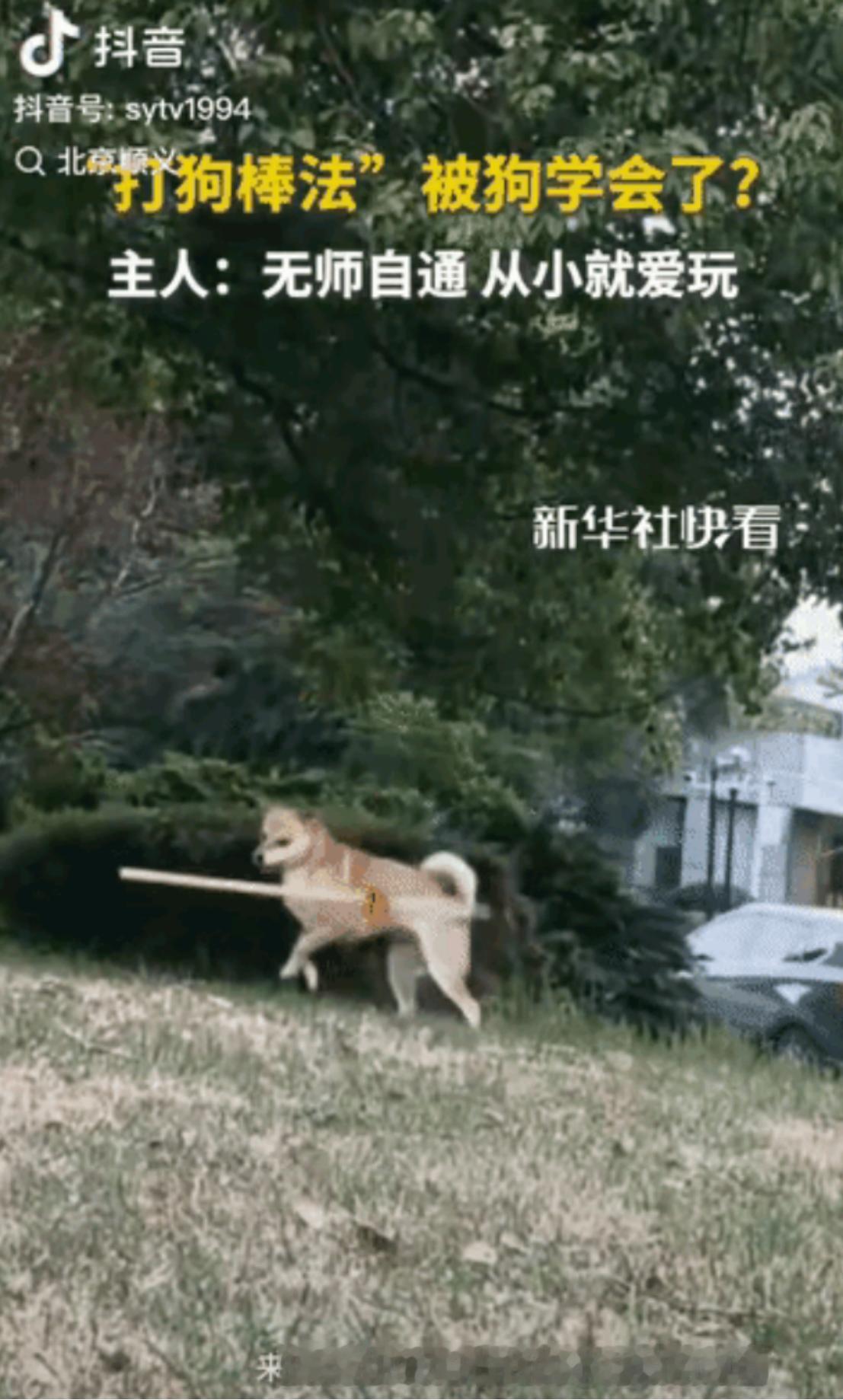 这下确实解释不清了！武汉一只两岁半的串串狗最近又火出了圈，别的狗叼棍子只是满院子