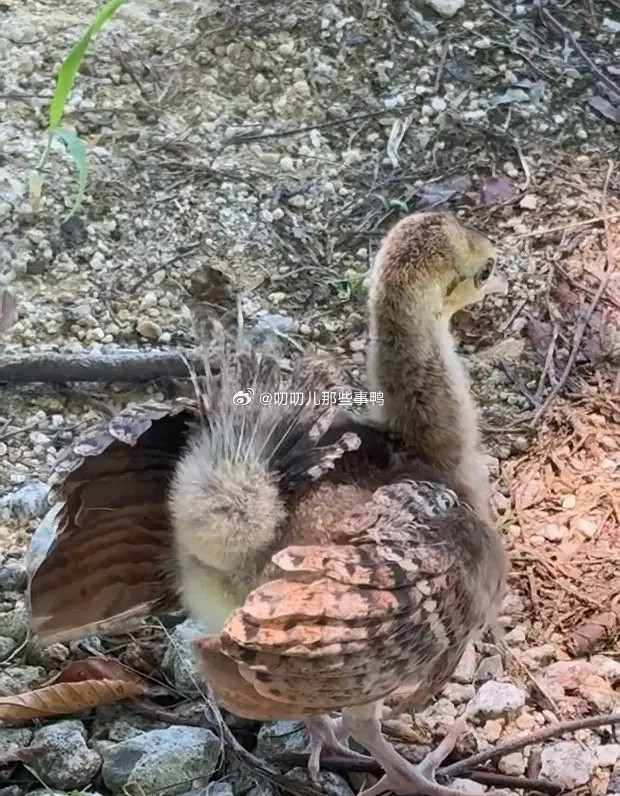 小小孔雀也要努力开屏~🦚🦚​​​