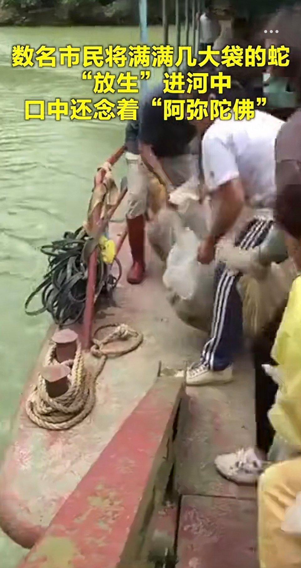 女子放生一麻袋蛇看得我人都麻了，这哪是干好事，这是假行善，是在破坏生态，祸害人民