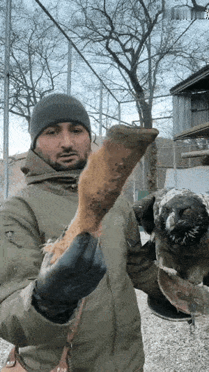 这老鹰吃东西让人有些震惊，这么大个动物蹄子，感觉至少得有20厘米长，重量估计情况