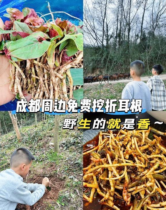 成都周边徒步打野挖折耳根赏花🌸～马上开春了四川人心心念念的野生折耳根有了～