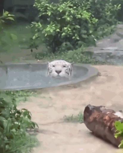 笑不活了！广东，中山紫马岭动物园突降暴雨，园内动物纷纷寻找遮蔽之处，然而，一只白
