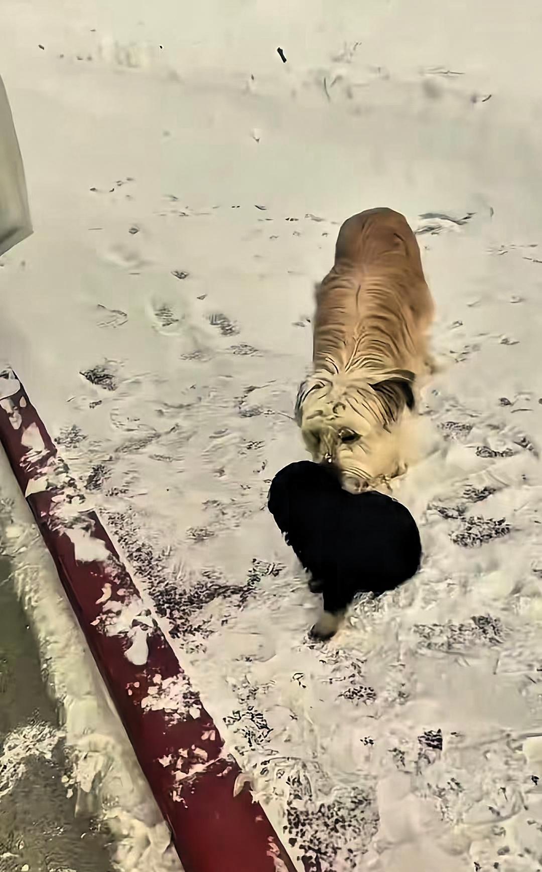 看哭了！”新疆，一车主刚在路边停下休息，接下来的一幕让他直接傻眼了：两只流浪狗突