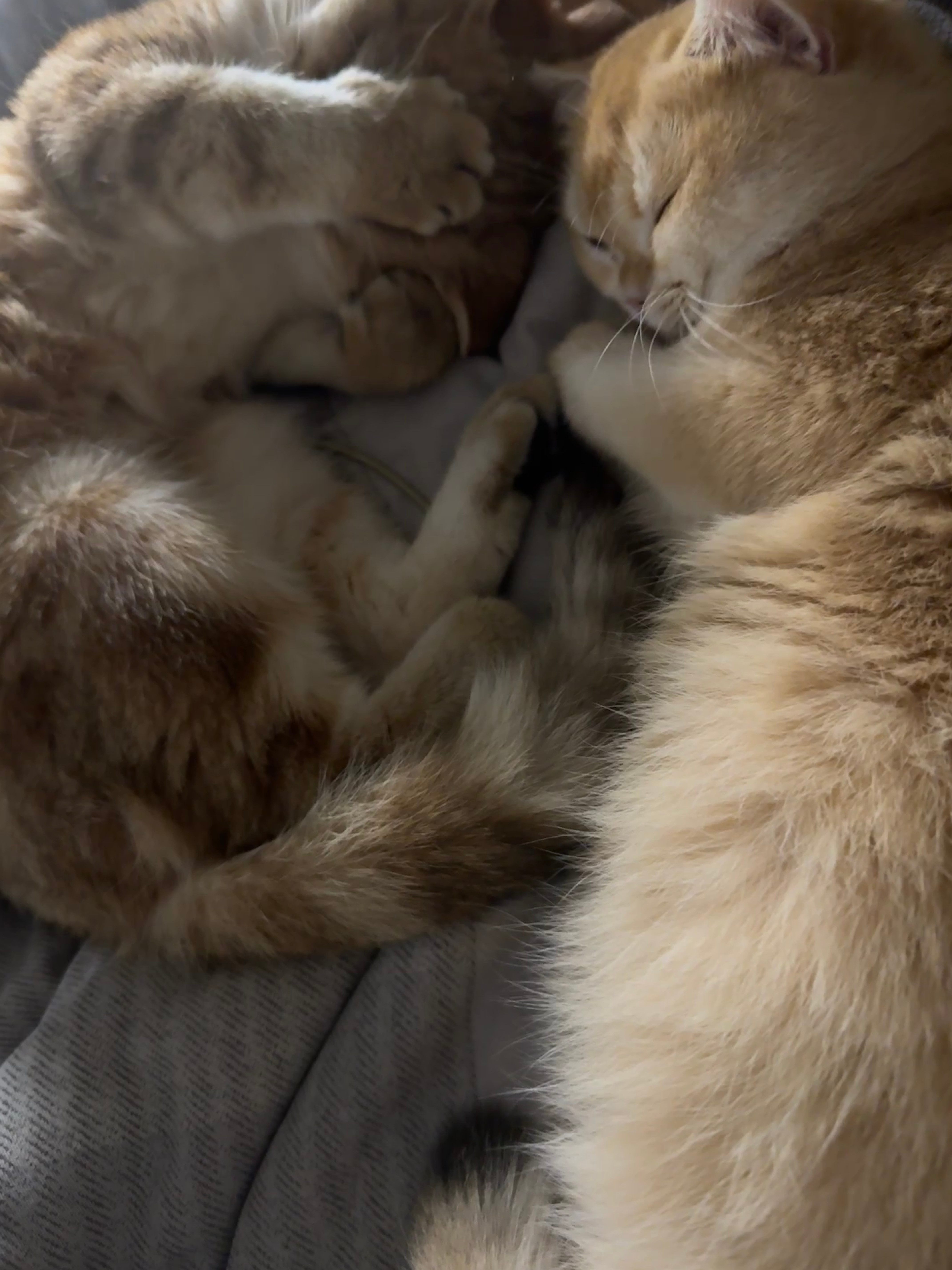 小猫嫌吵的时候会先捂脸哈哈哈，家里两只猫睡觉时被我吵醒就这样