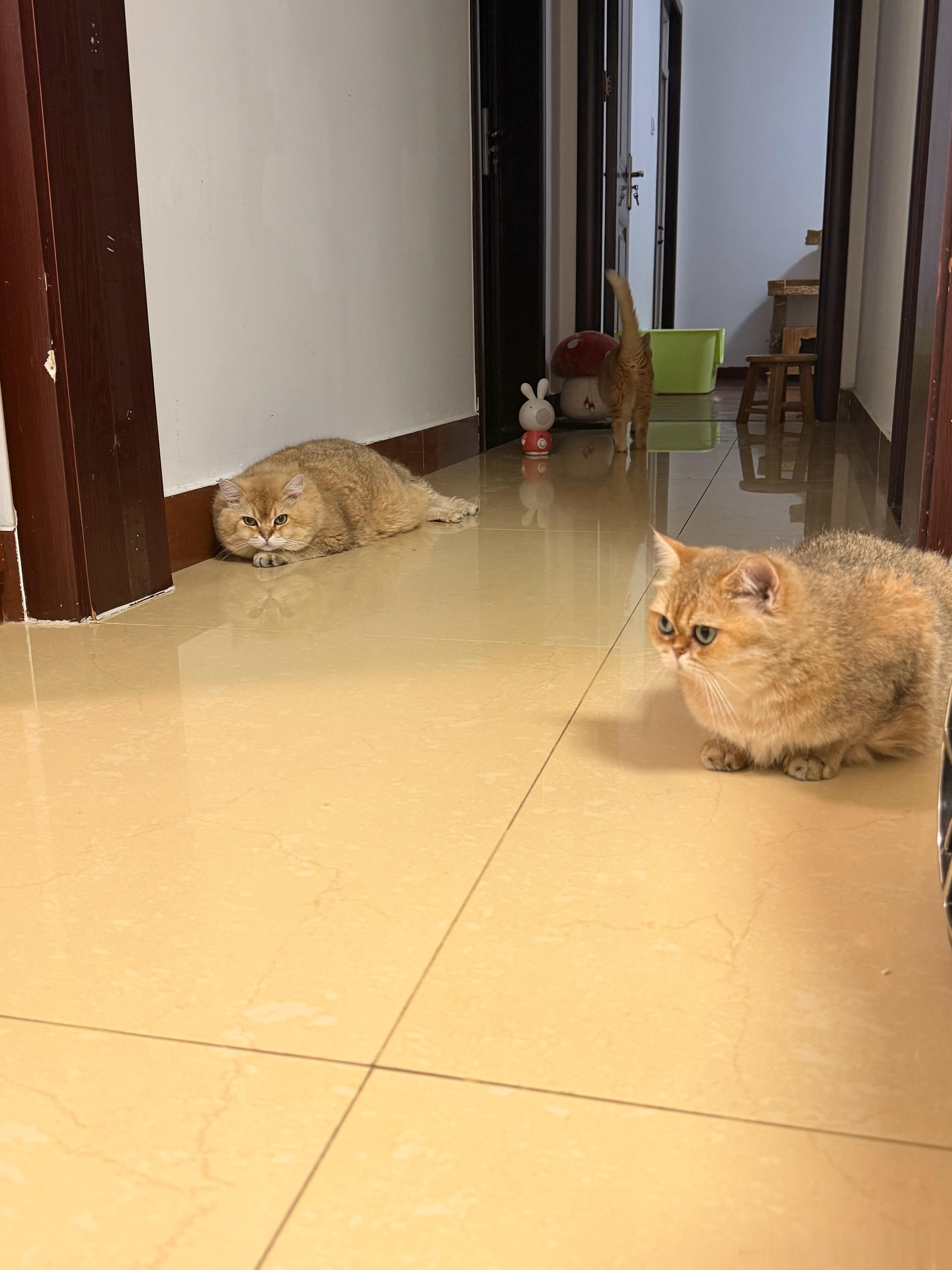 胖海参守门萌宠猫咪