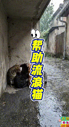 一分多钟的视频慢慢看完，内心满是感触。雨天偶遇几只流浪小猫蜷缩在墙角避雨，看着单