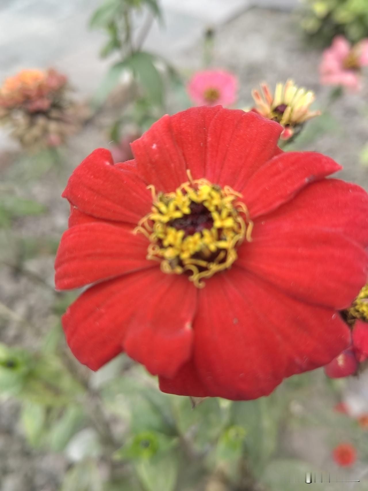 鲜艳的红色花朵，绽放在自然中，美不胜收！