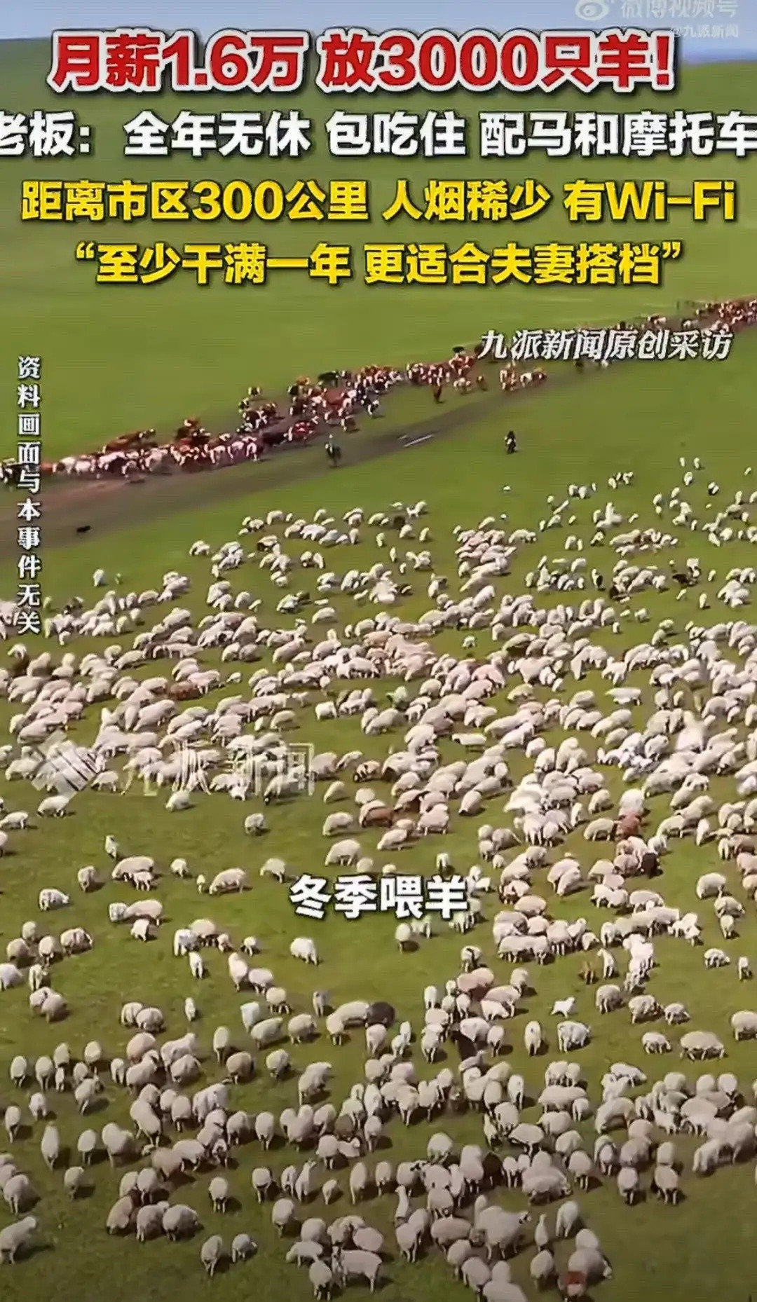 月薪1.6万招人放3000只羊老板发声网友笑疯：“这不叫上班，这叫流放。”“月薪