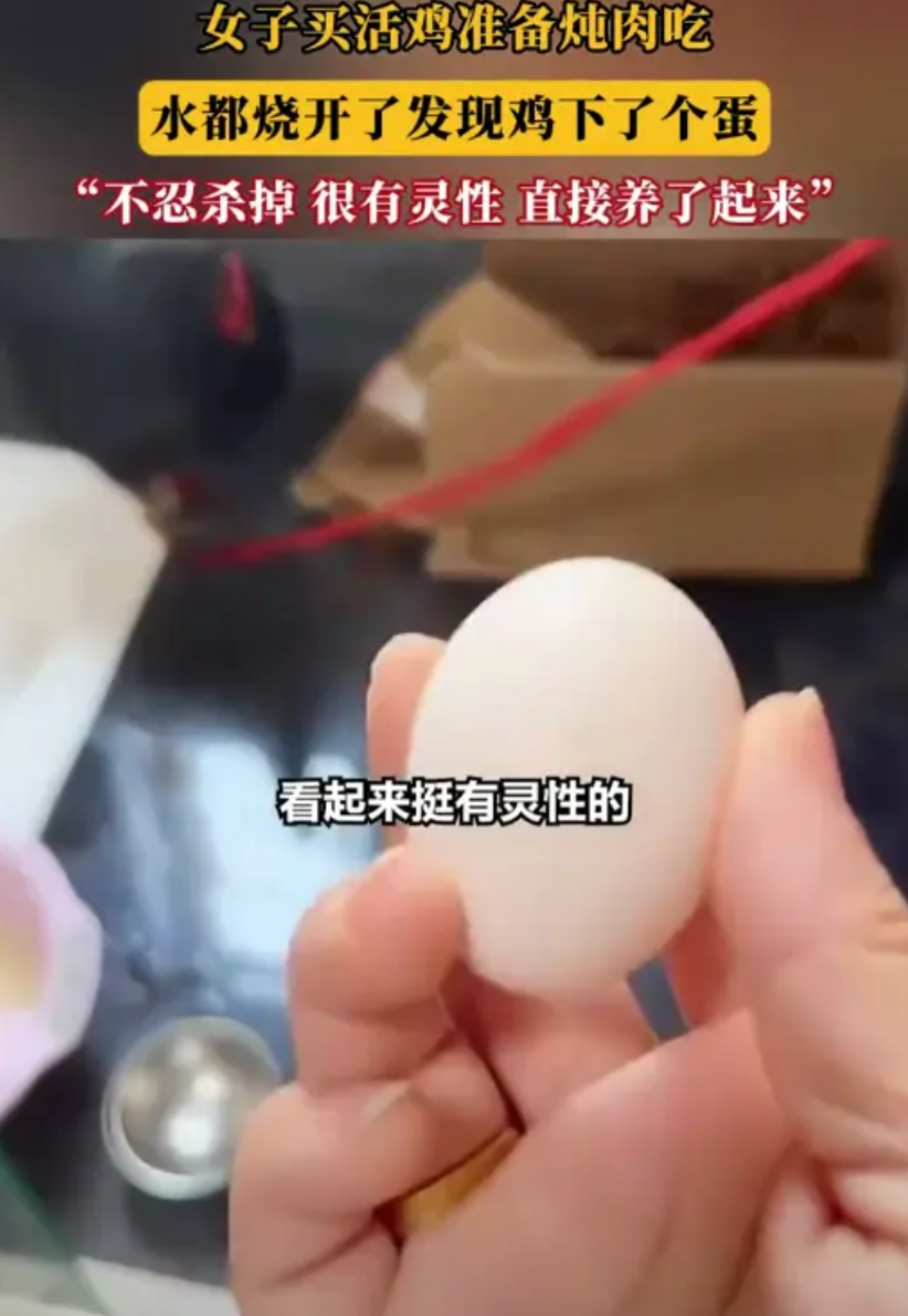 太有灵性了！江西鹰潭，她从乡下买回一只活鸡，本想着第二天杀了炖肉，结果刚烧好一锅