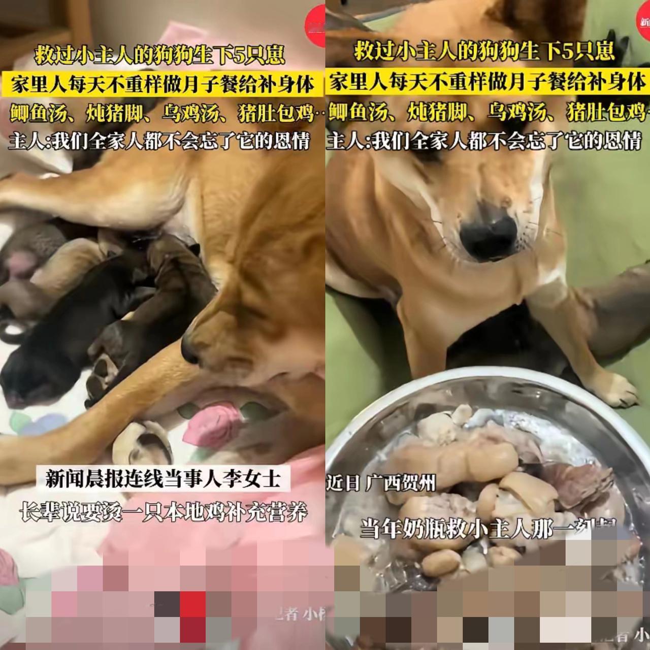 土狗顿顿喝乌鸡汤？这哪是月子餐，分明是救命恩情的勋章！广