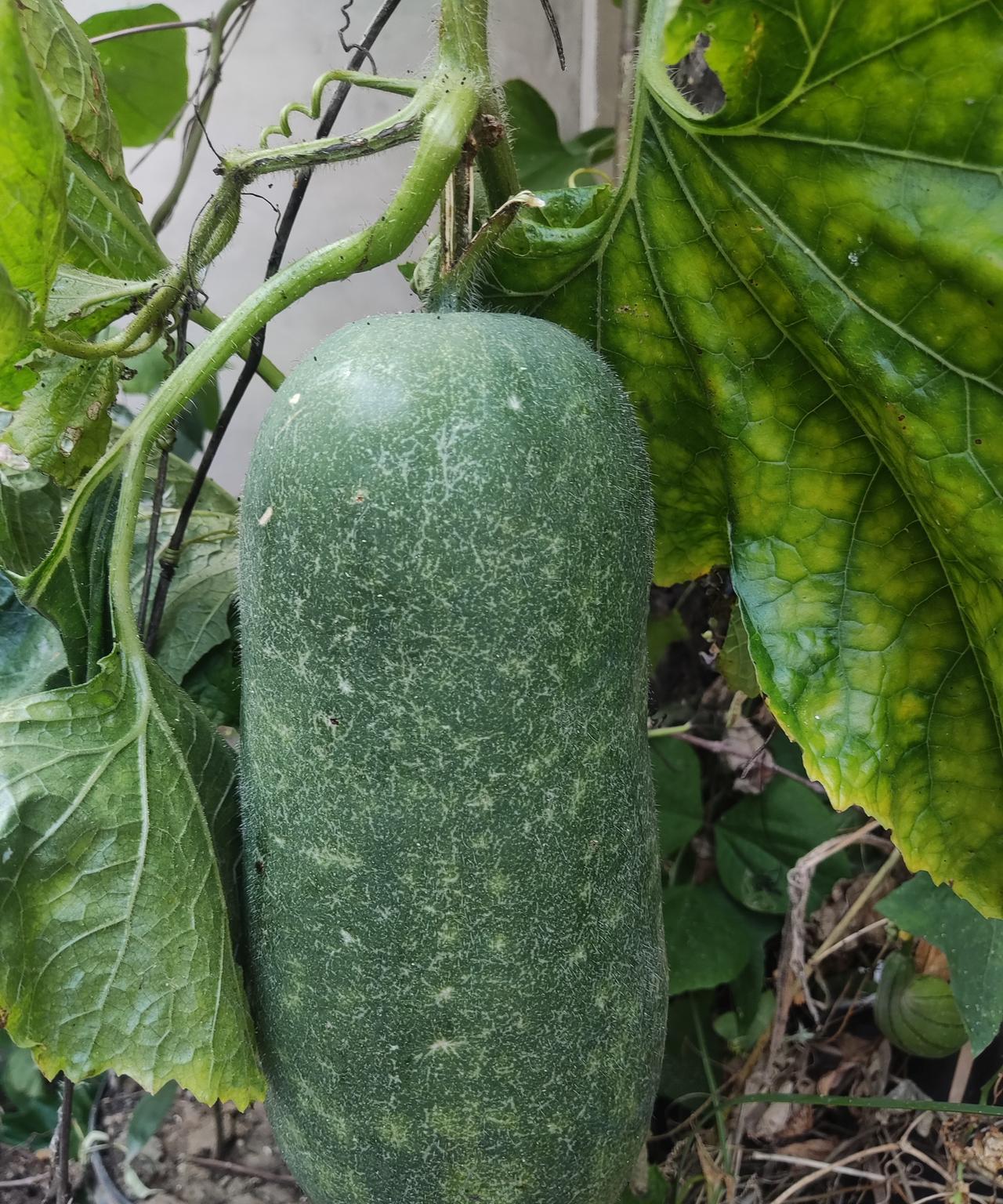 今年在院子里种了一棵冬瓜，植株爬在梧桐树上，枝叶长的十分旺盛。秋后先后结也八个冬
