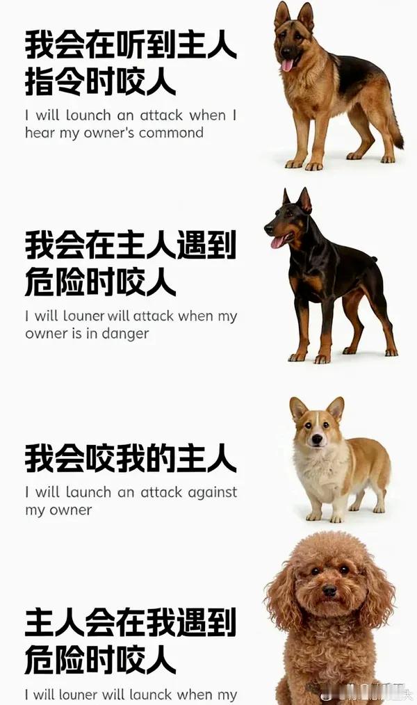 哈哈，仙女配泰迪~