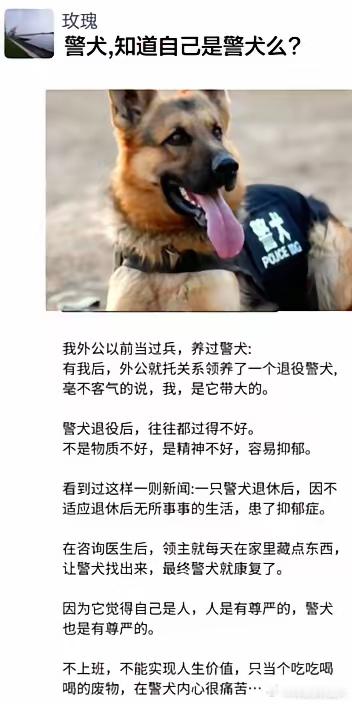 警犬,知道自己是警犬么?​​​