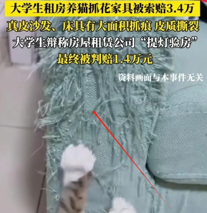 北京，小伙小林租房养猫，退租时家具被抓得面目全非。房东气坏了，向小林索赔3.4万