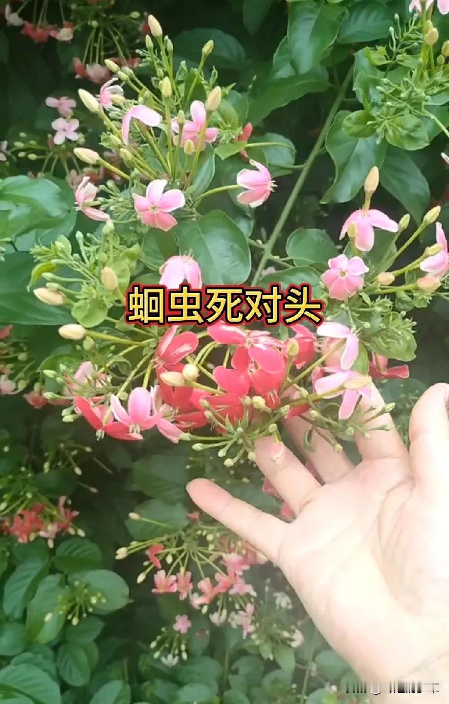 请注意看，这种漂亮的植物就是蛔虫的死对头使君子，有经验的农村人会把它成熟的种子