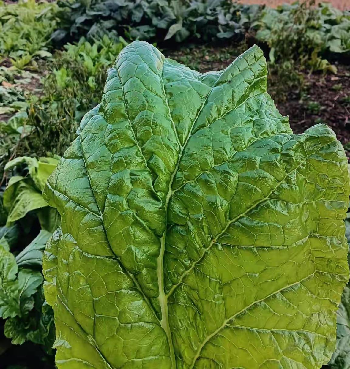 最近网上有件事挺怪，一片再普通不过的菜叶子，突然就火了，刷到的人有三十五万，展现