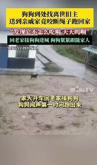 “泪目了!”9月24日，四川绵阳，一老人去世后，家属就把狗狗送到亲戚家照看，谁料