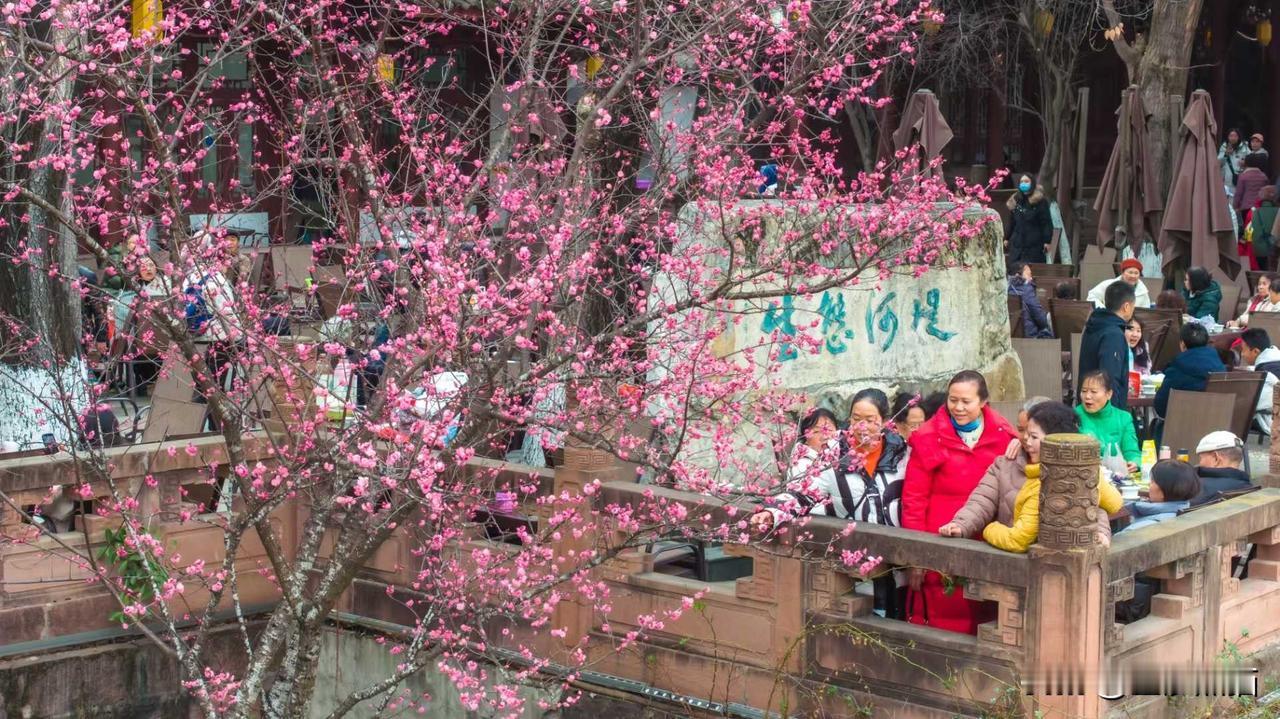 成都早春顶流梅花已盛放连续的阴雨天终于结束，趁阳光正好，赶烟火气正浓，紧来喝茶