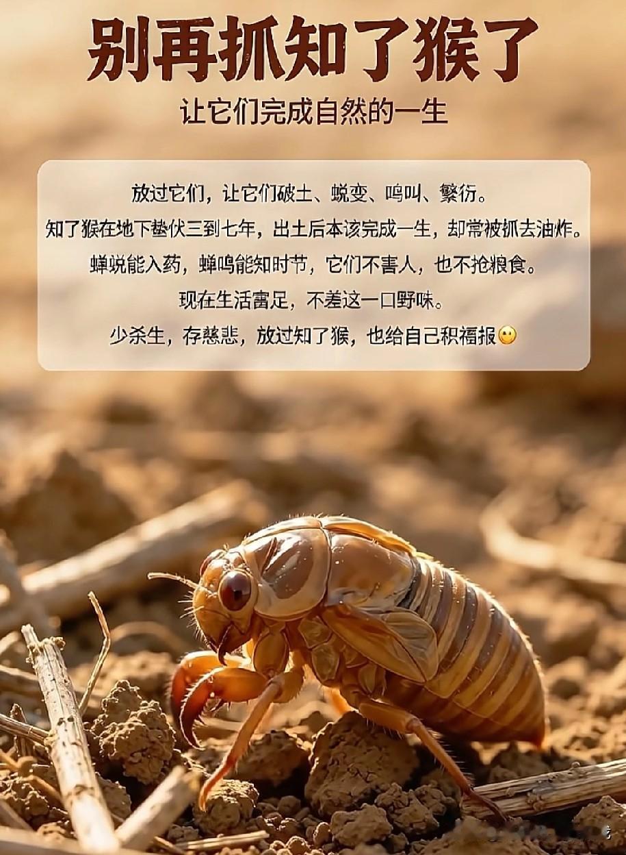 请放过它们吧！它们也有生存的权利！一到夏天，夜晚树林里就热闹起来，好多大人小孩