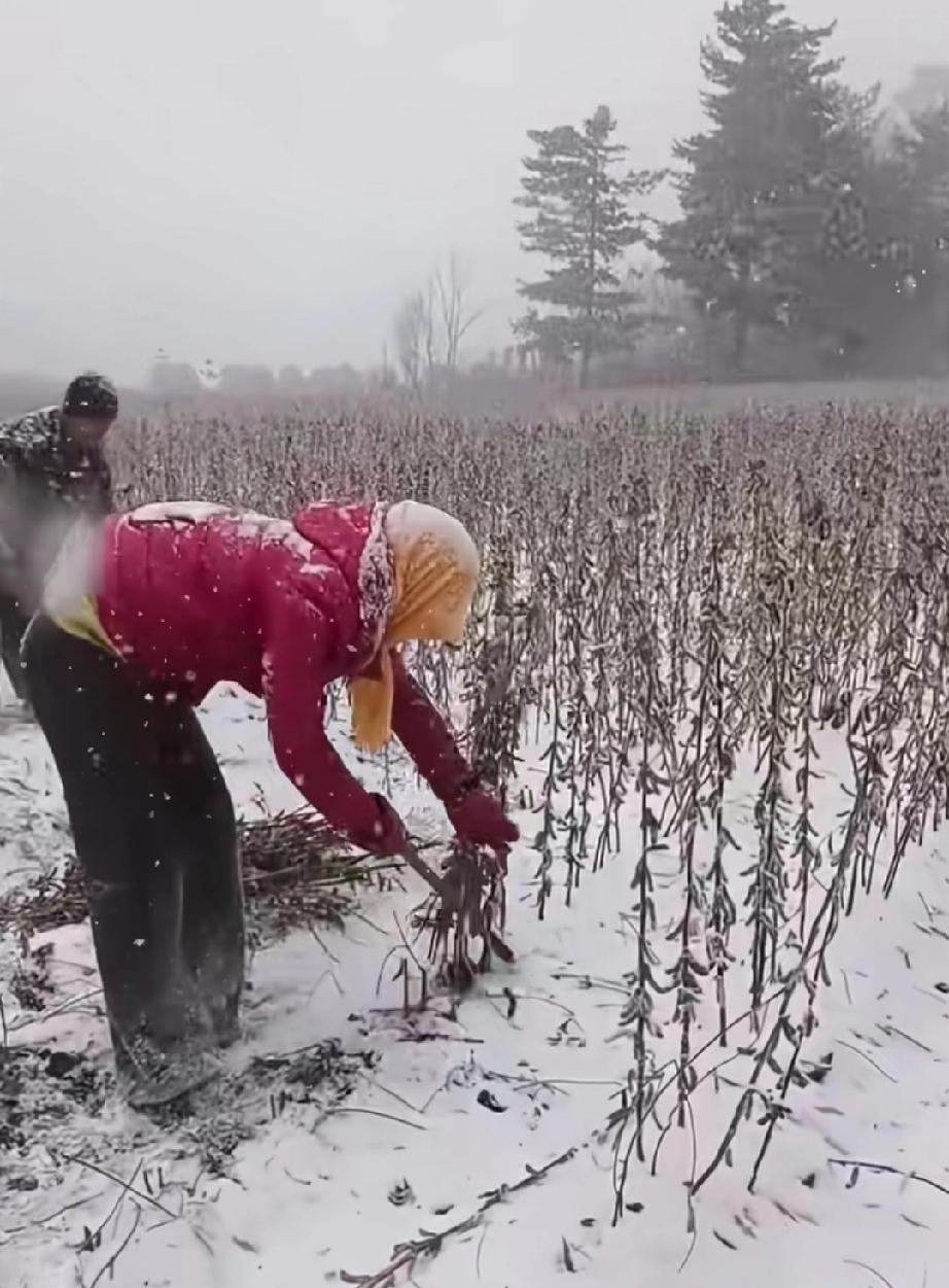 谁知盘中餐，粒粒皆辛苦。东北人在雪收黄豆，河南人在水里捞花生，山东人在泥里背玉
