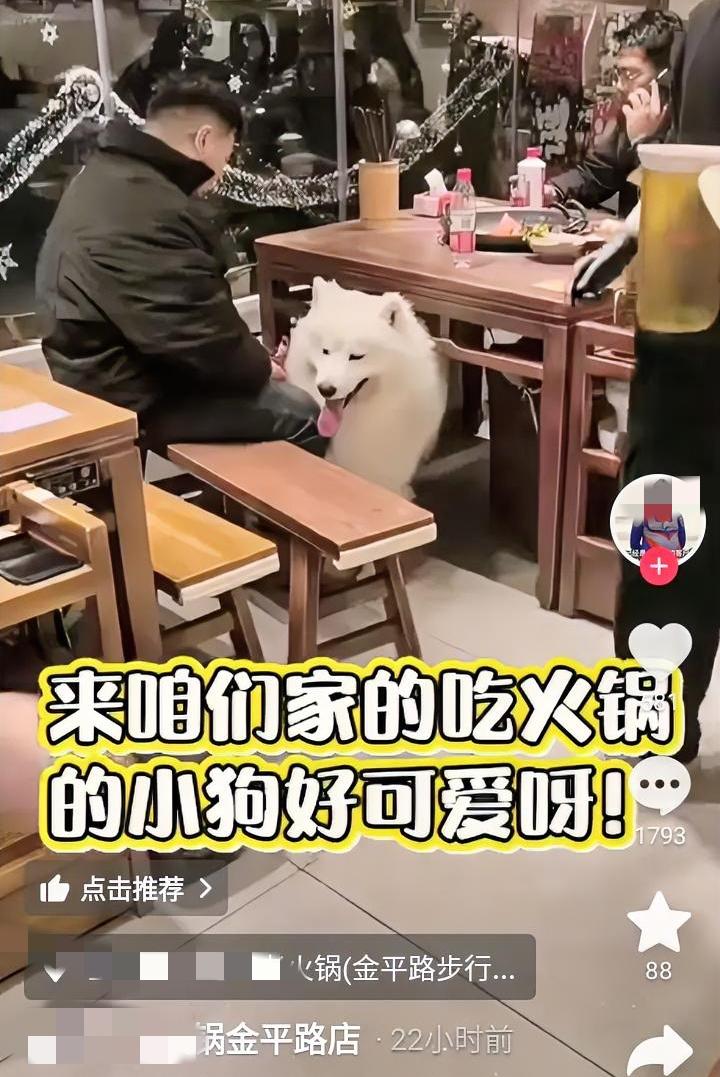 顾客带狗进餐厅，老板做法绝了。近期上海某火锅店，一顾客带着萨摩耶进店用餐，老板