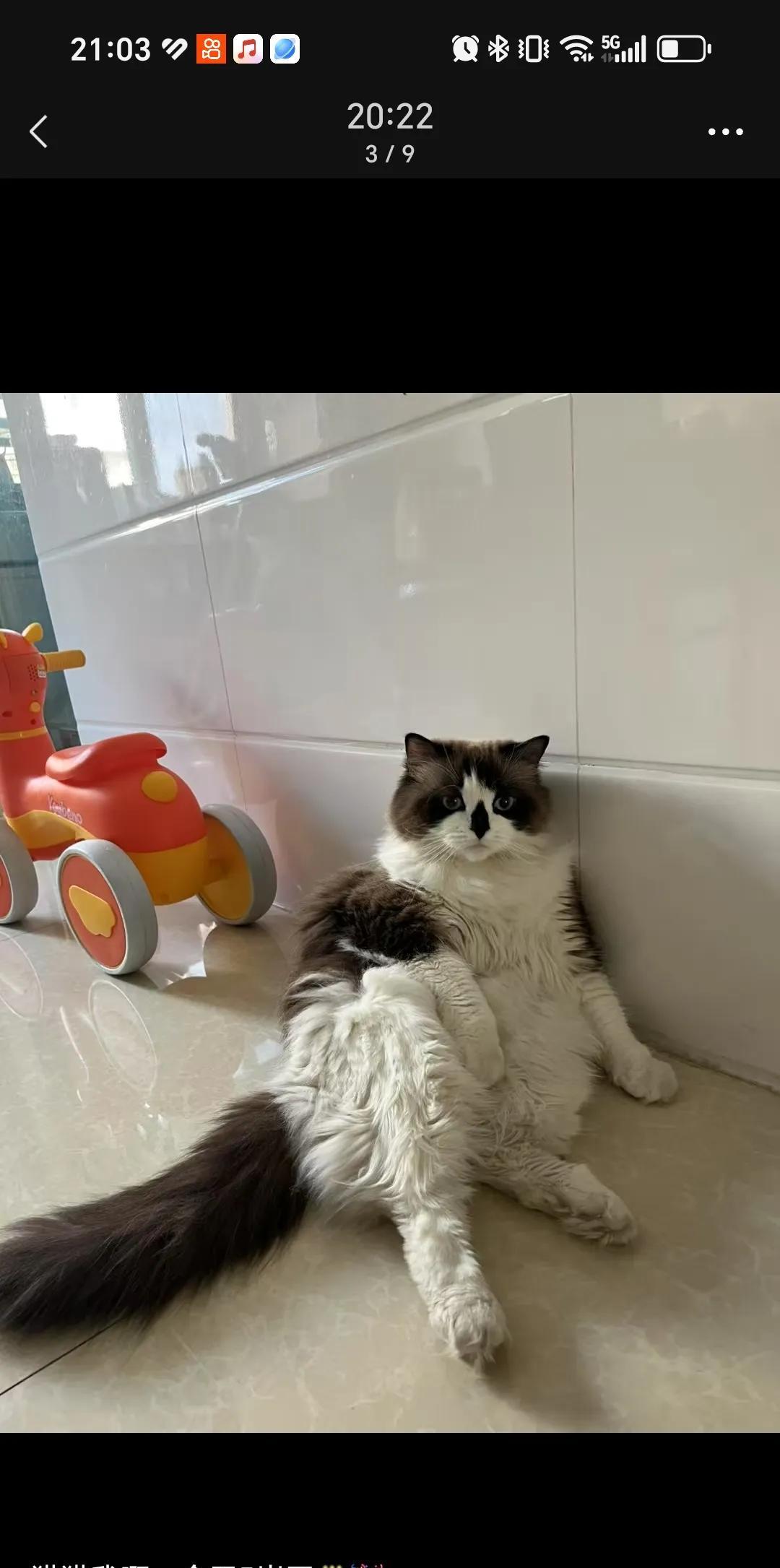 6月1日朋友圈很多晒猫的，第一次遇见给猫过生日的。你们会给小猫过生日吗？感觉小猫