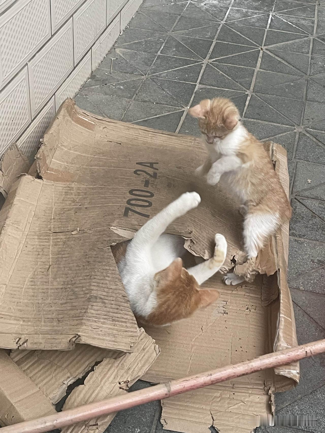 一直以为家里的猫是只傻猫，除了会相互打架、调皮，闹腾得很，也不怎么可爱！要不是养