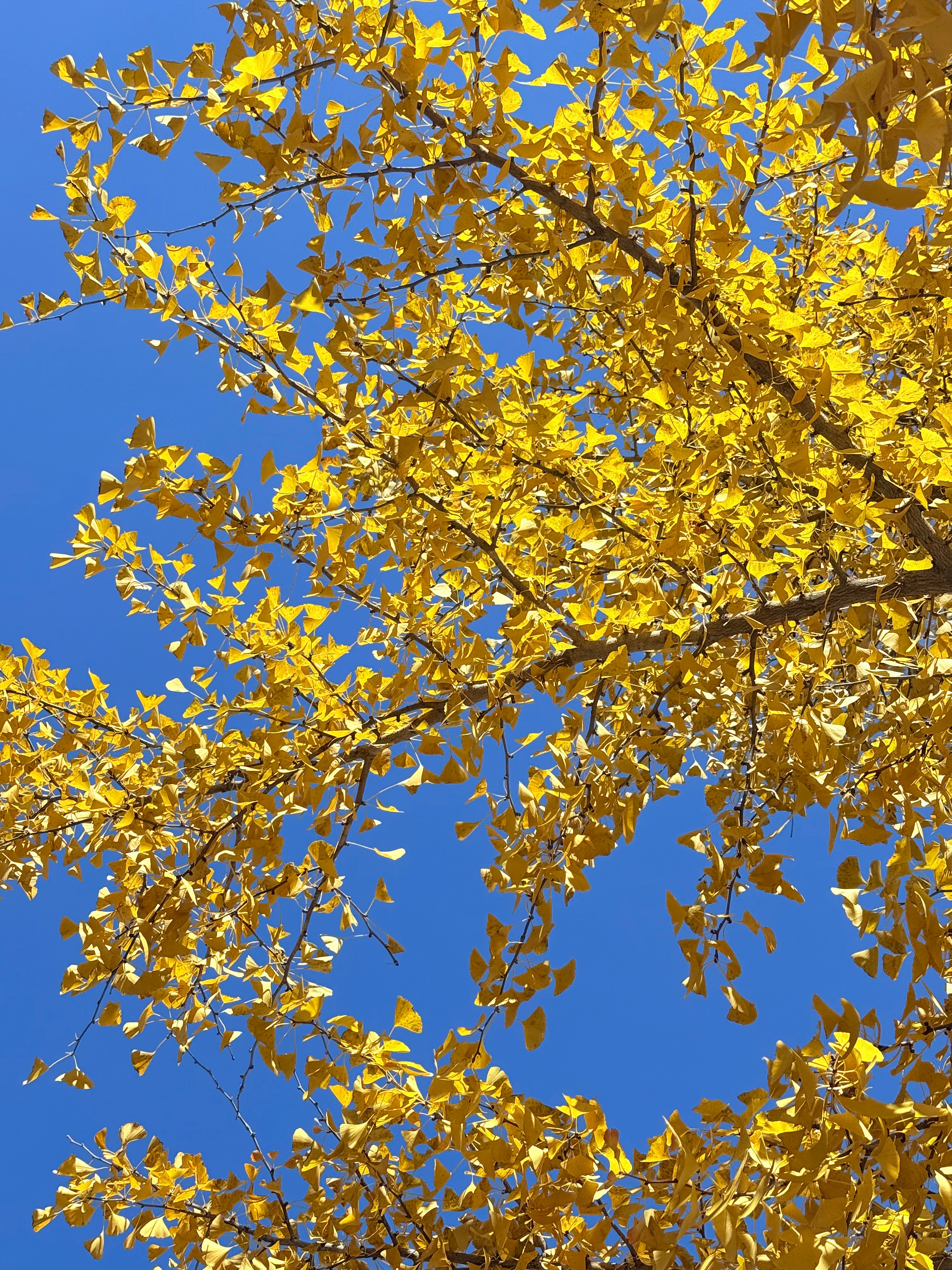 周末这两天天气无敌爆炸好！出门溜达是必须的～找了家开在艺术园区里的面馆尝鲜，就餐