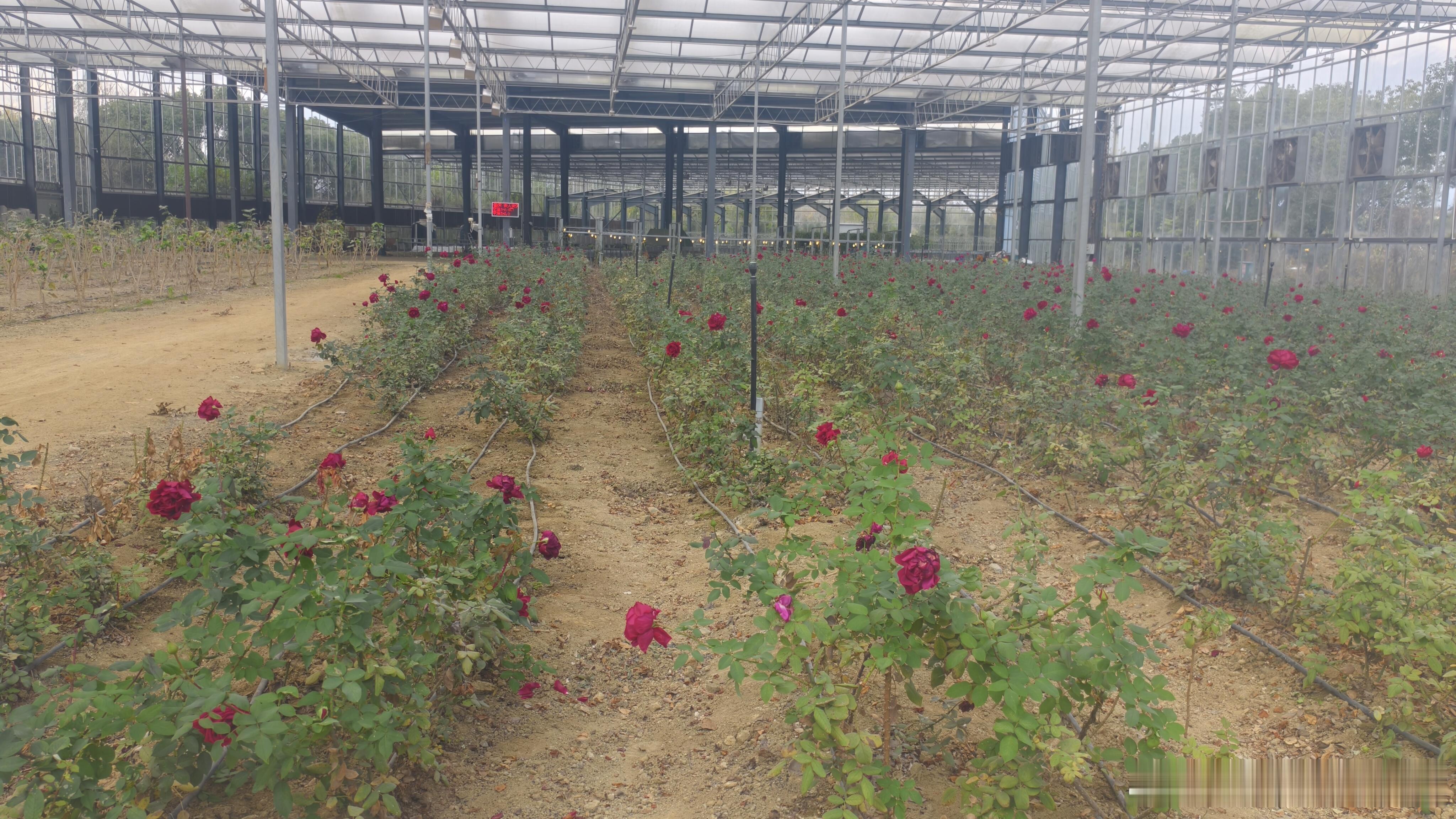 十勤大棚里，是后陡门哪只狗狗嘛，脸盲😭去看蔬菜大棚看见一个人带着狗狗进去了不知