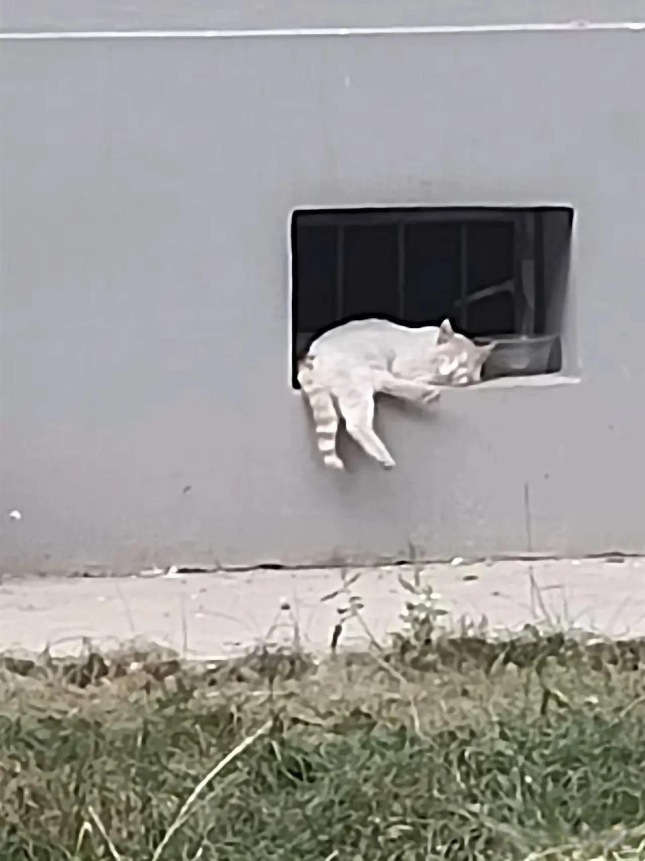 这是我投喂的一只流浪猫，一天投喂一次，每天傍晚猫咪准时在这里等我，我不来它不走。