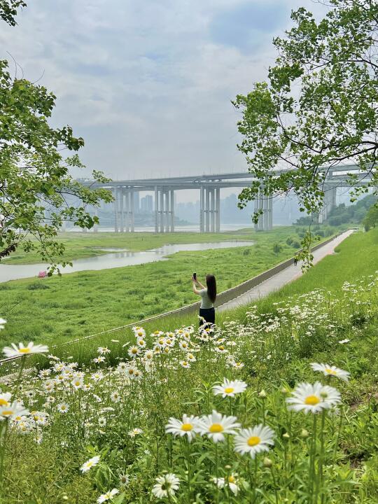 重庆！！！这个公园杀疯了！！！满山坡的🌼小雏菊