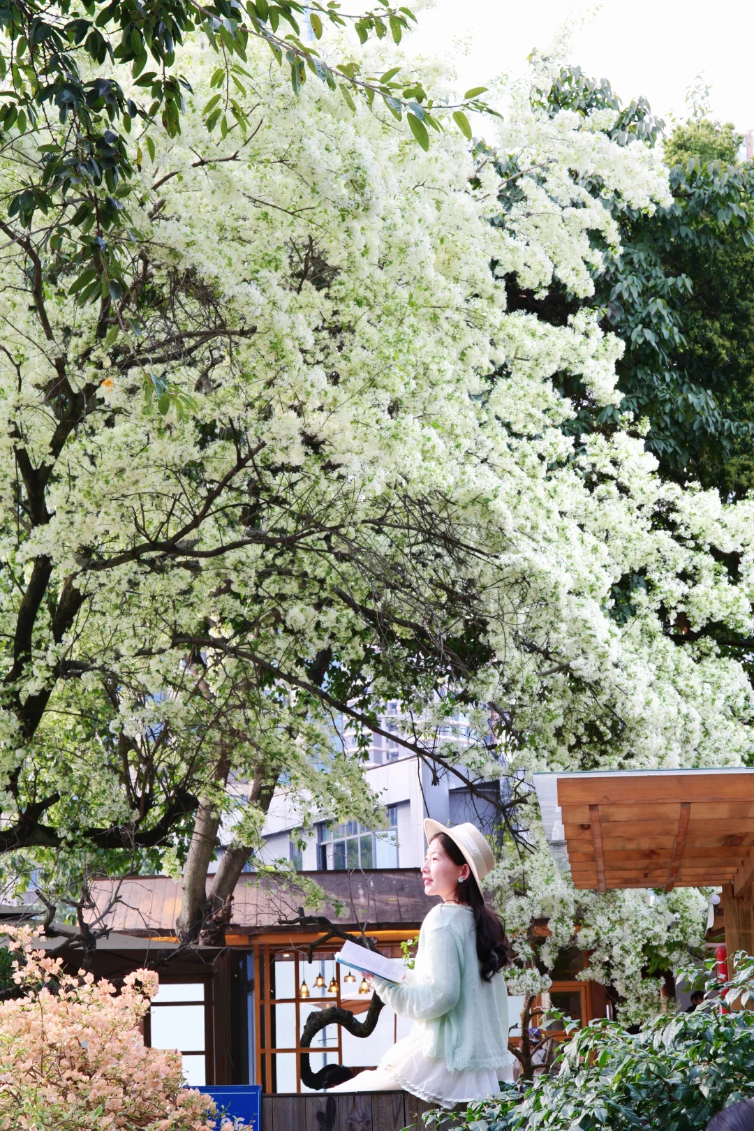 3.24实拍！免费！成都三圣乡的流苏开爆啦！