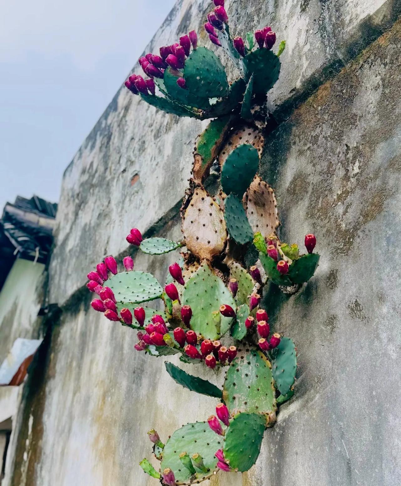 这棵仙人掌就像个庞然大物高高的挂在一个老宅的水泥墙上结满了红色的果实可以