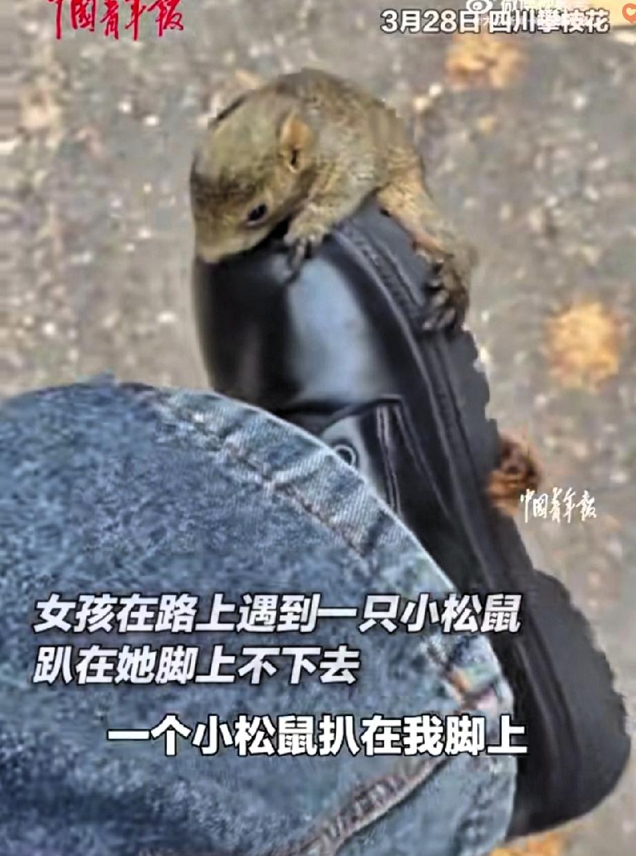 笑不活了！攀枝花姑娘考试路上竟被一只小松鼠“碰瓷”，甩都甩不掉，直接赖上不走了