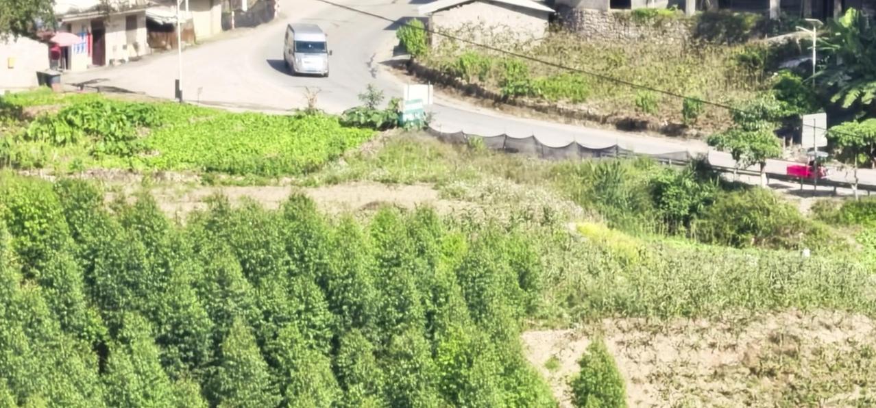 这里的经济林特别亮眼，成片的杉树立在山间，郁郁葱葱。既能看到人工种植的经济林，远