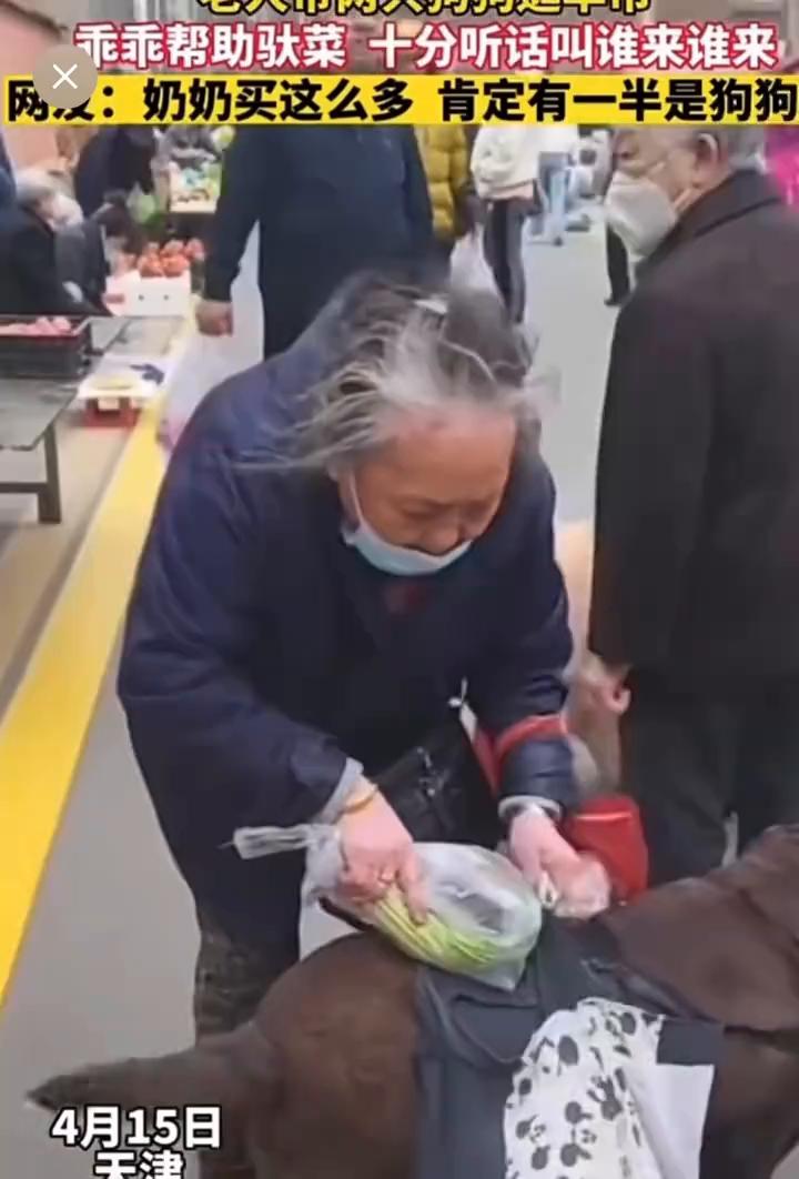 乖乖帮助驮菜十分听话，叫谁来谁来。网友：奶奶买这么多肯定有一半是狗狗的。4月1